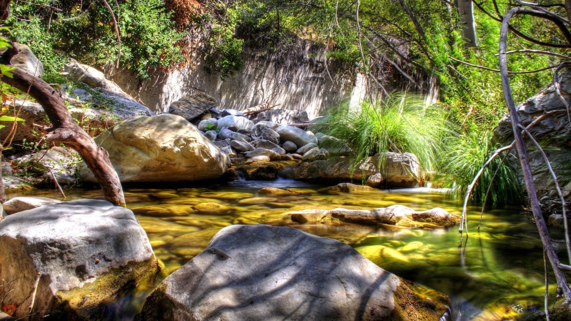 Stream in a forested canyon
