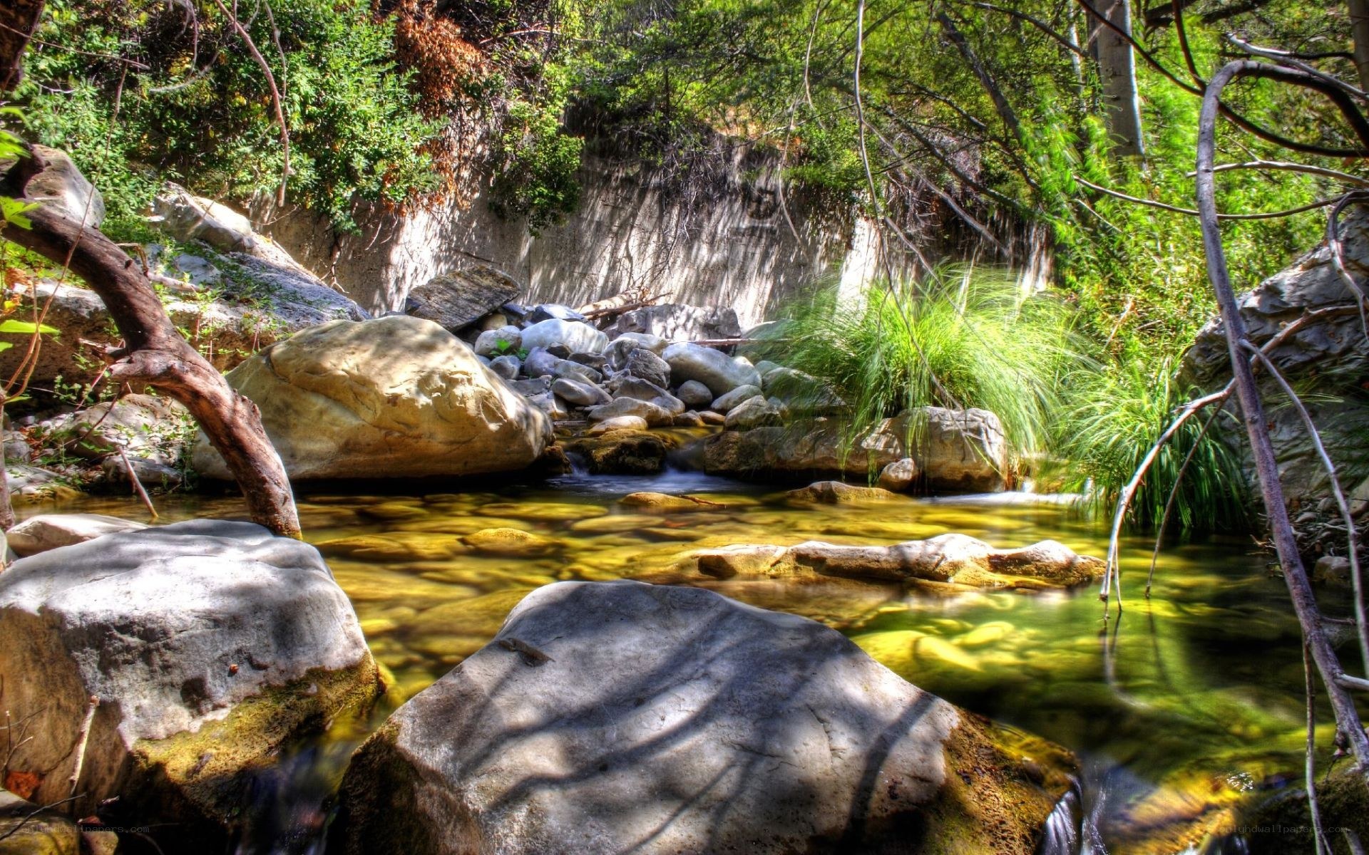 Stream in a forested canyon