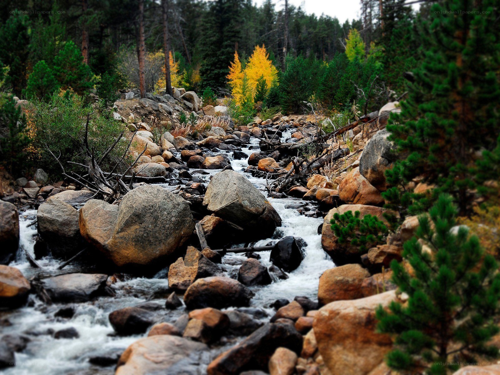 Stream in a forested mountain area