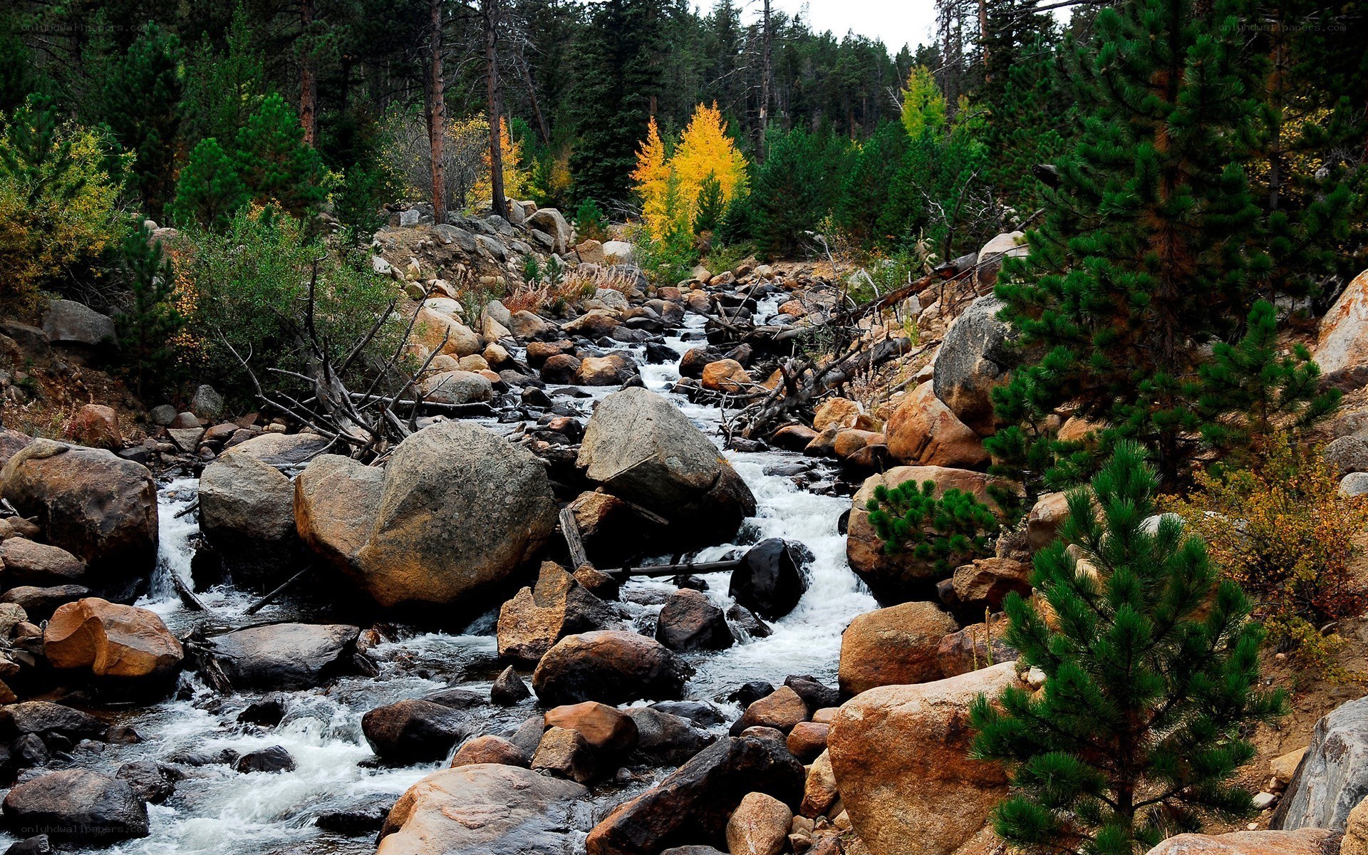 Stream in a forested mountain area