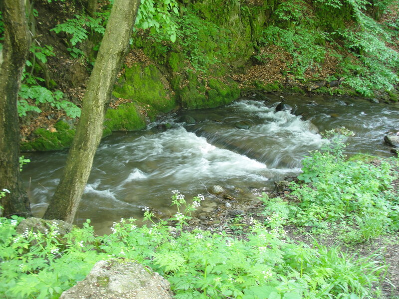 Stream in a forested ravine