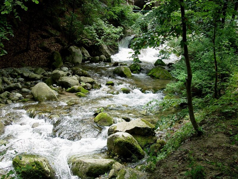 Stream in a forested valley