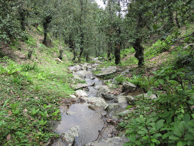 Stream in a forested valley