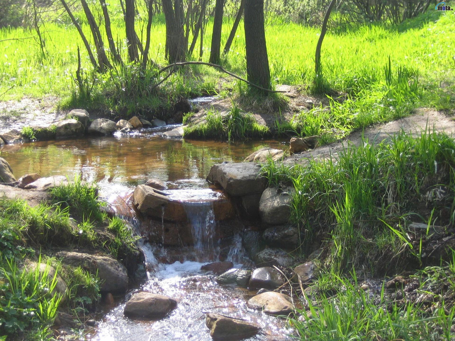 Stream in a green forest
