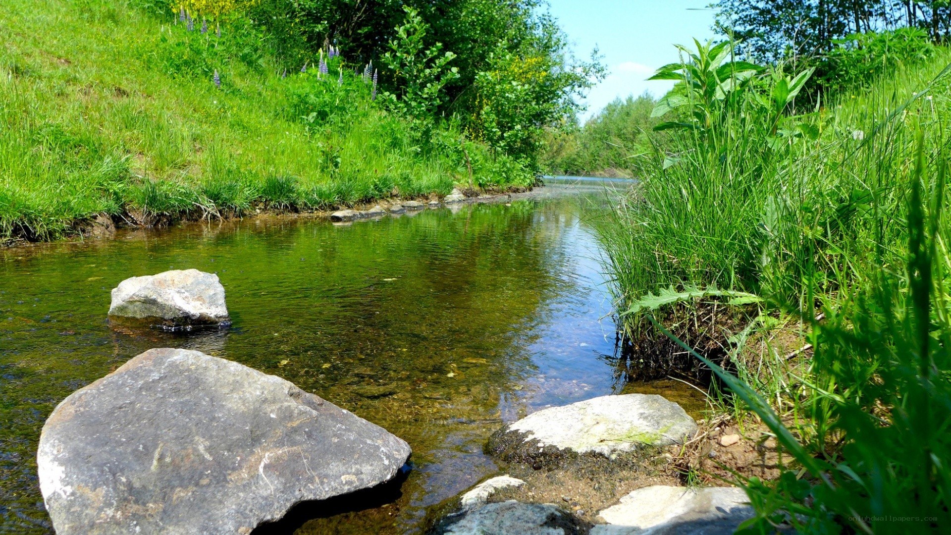 Stream in a green landscape