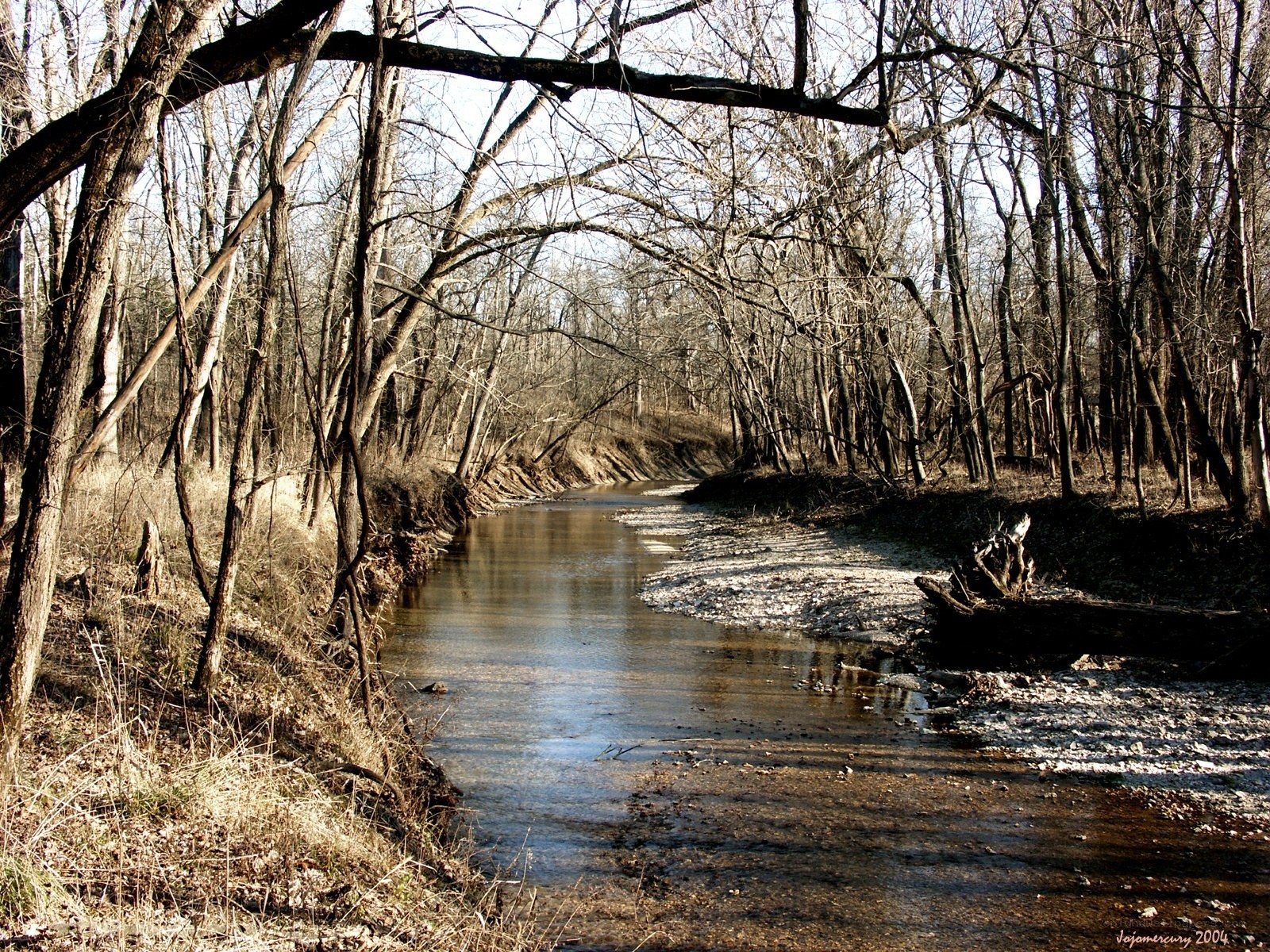 Stream in a leafless forest