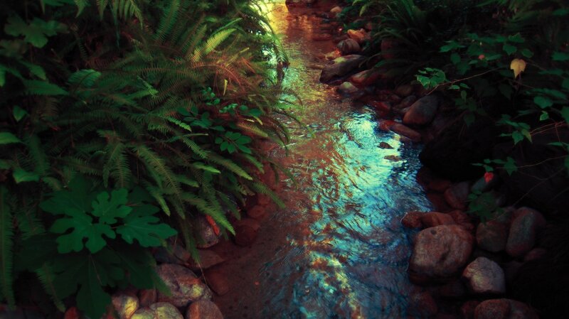 Stream in a lush forest