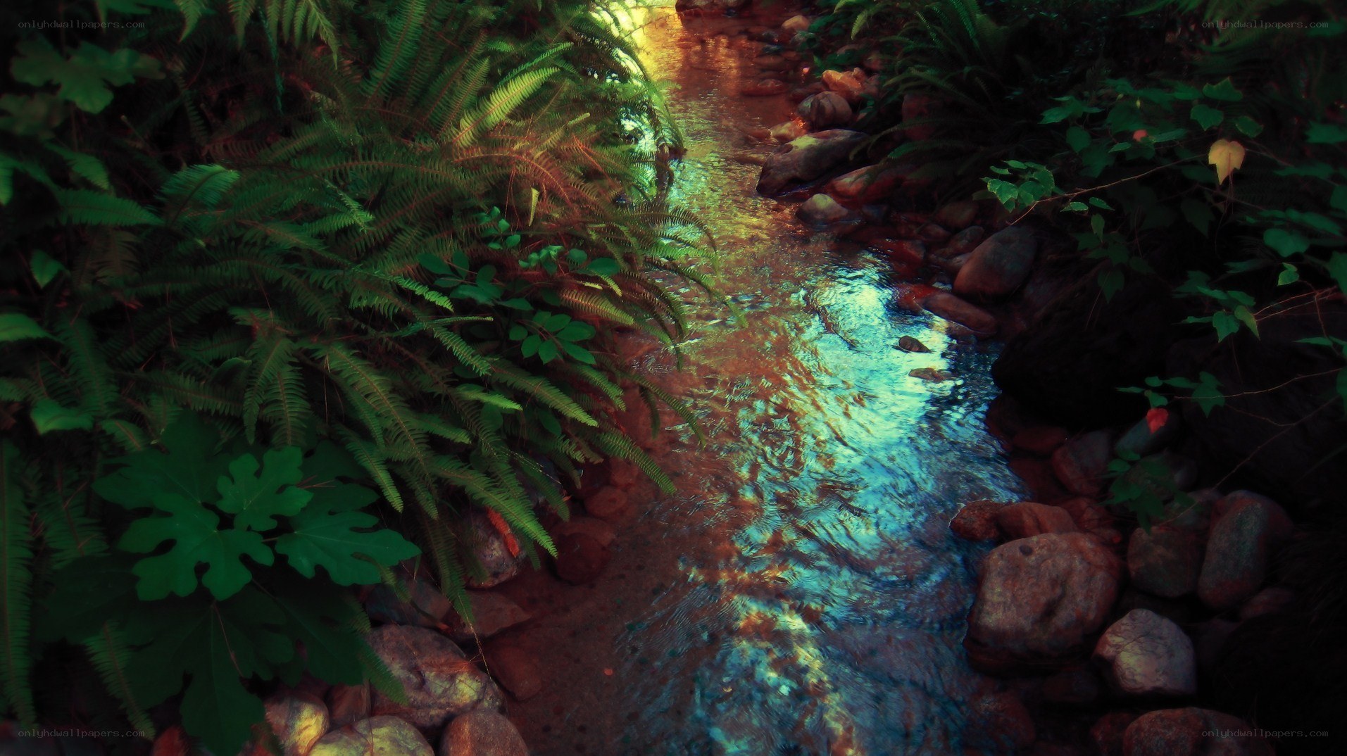 Stream in a lush forest
