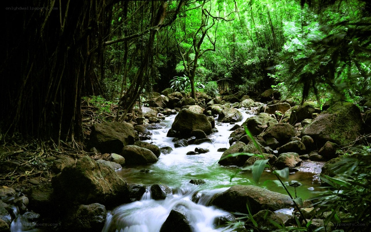 Stream in a lush forest
