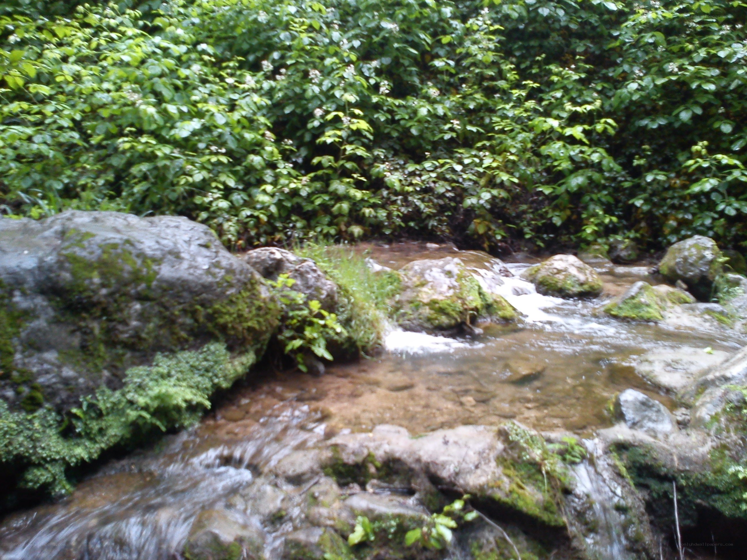 Stream in a lush forest