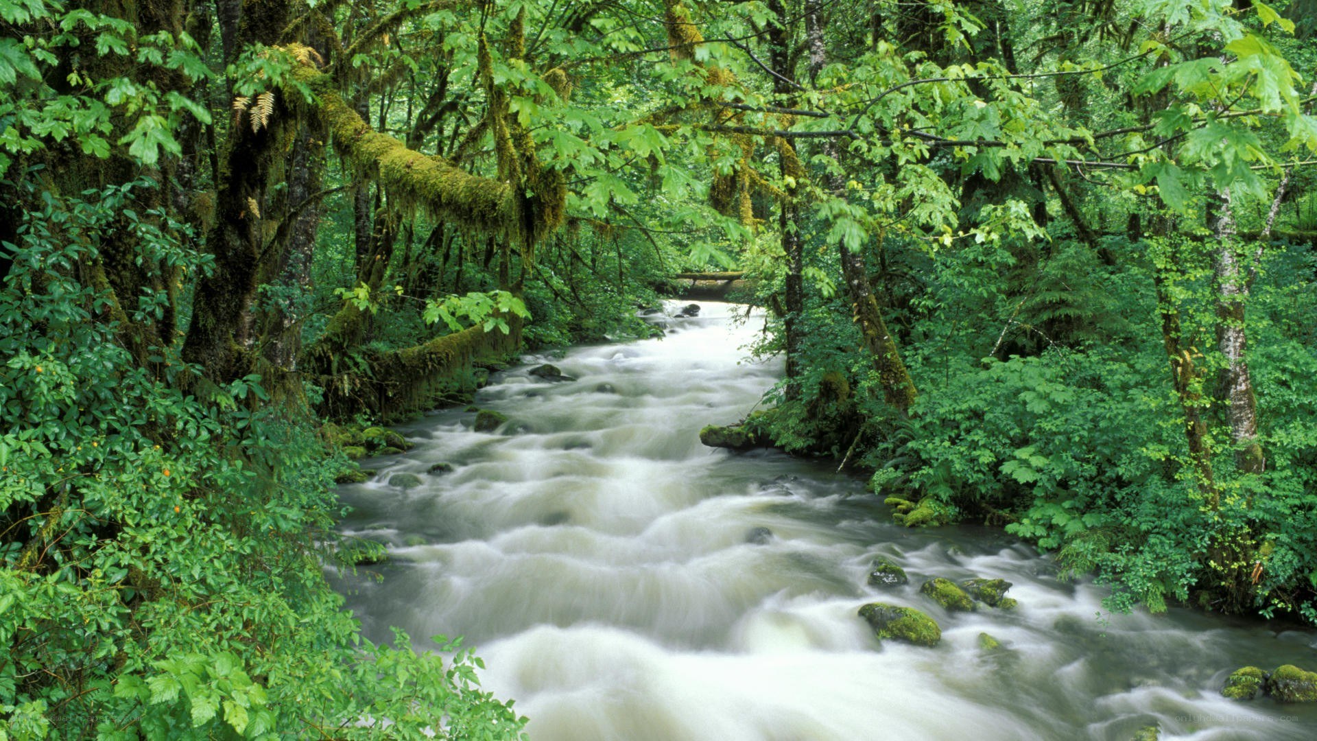 Stream in a lush forest