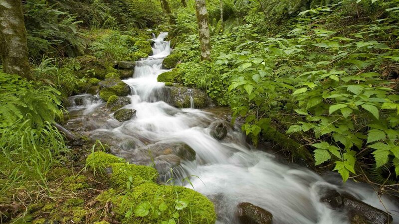 Stream in a lush forest