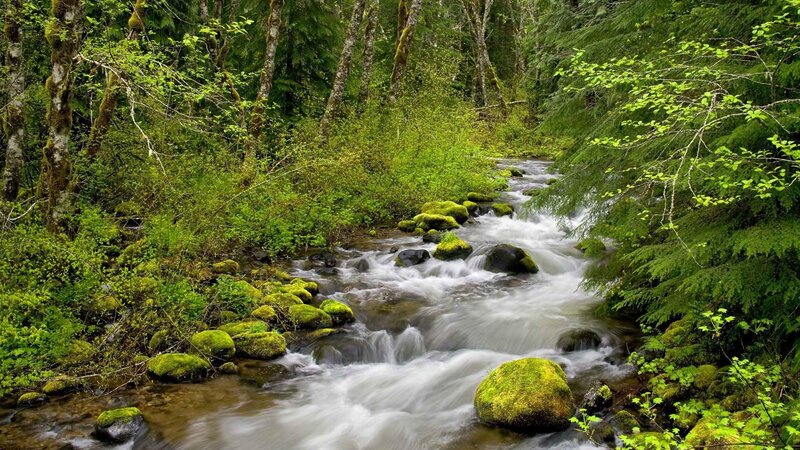 Stream in a lush forest