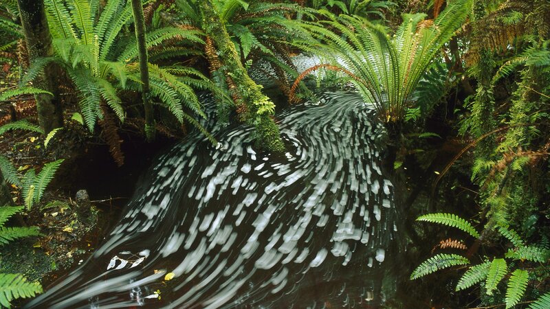 Stream in a lush forest