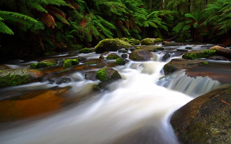 Stream in a lush forest