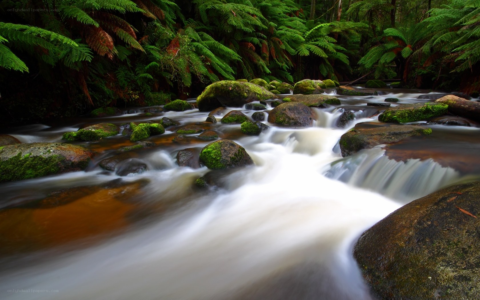 Stream in a lush forest