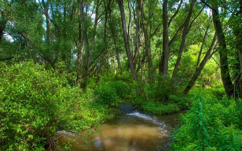 Stream in a lush forest