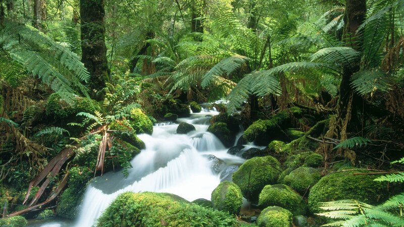 Stream in a lush forest