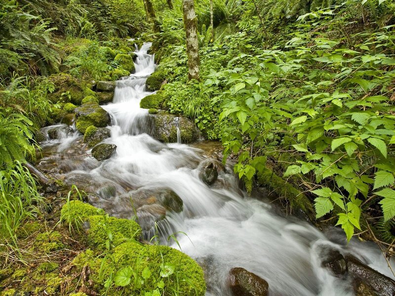 Stream in a lush forest