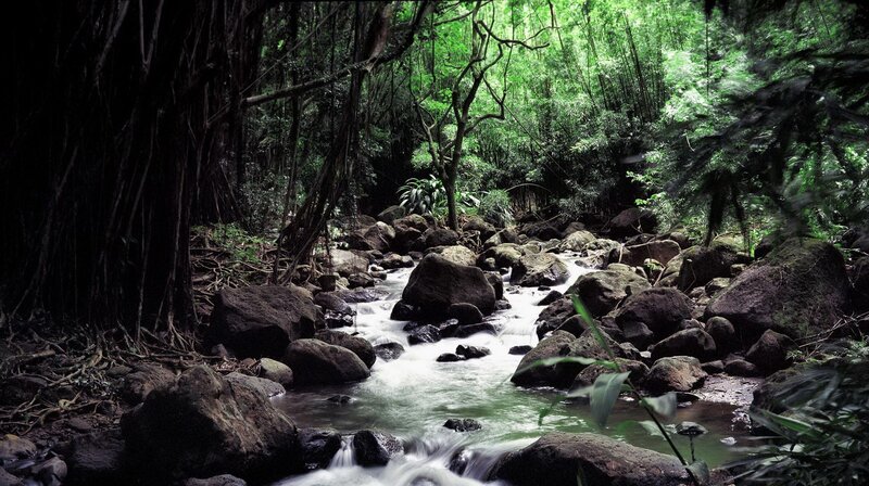 Stream in a lush forest