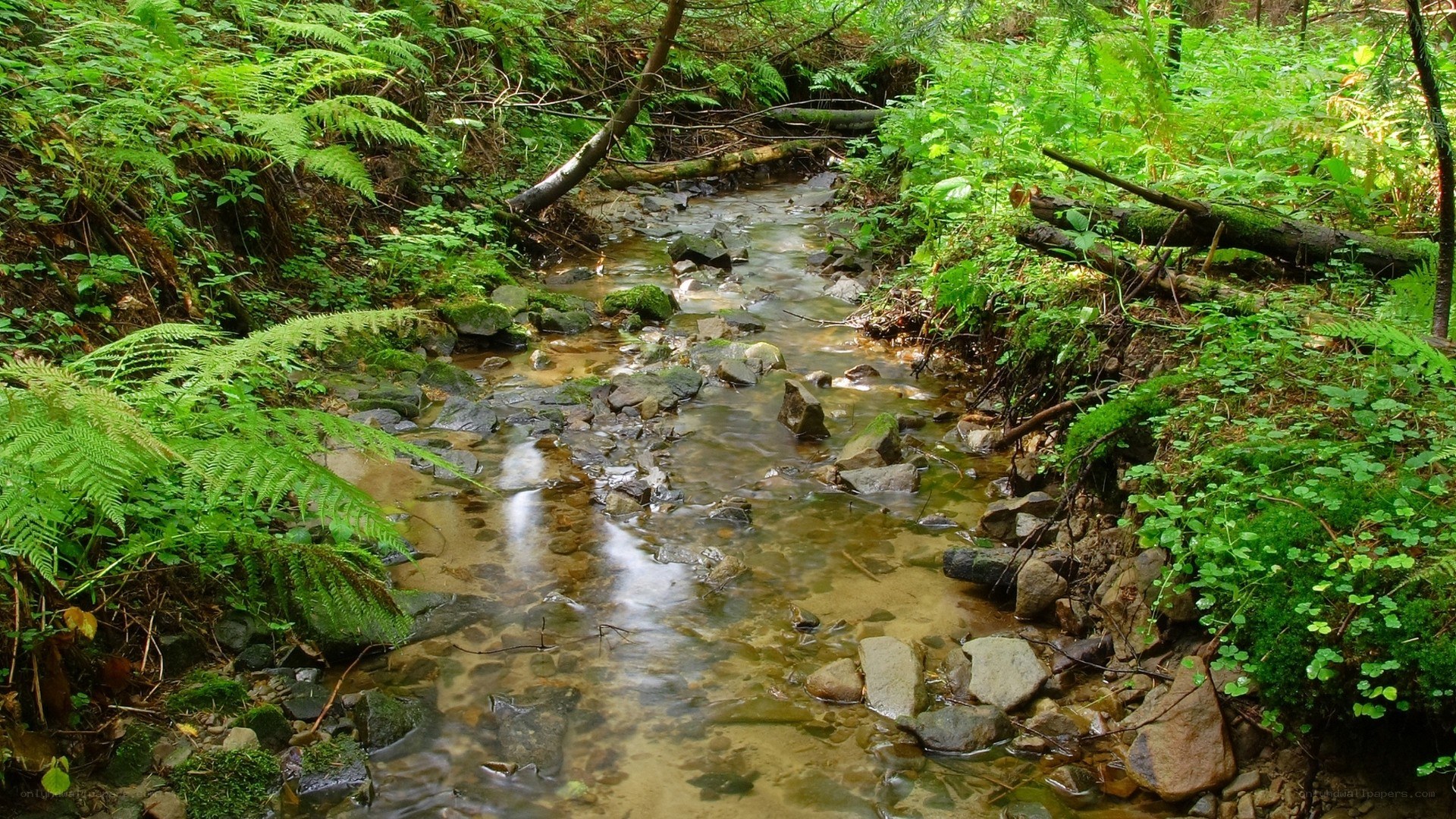 Stream in a lush forest