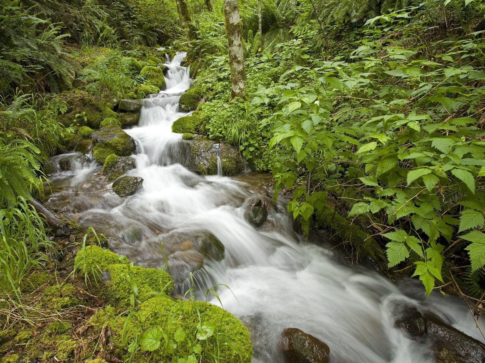 Stream in a lush forest