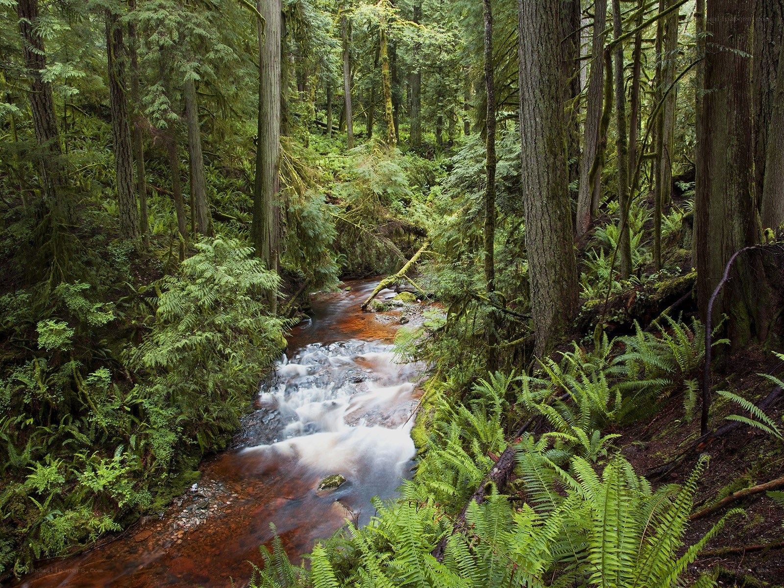 Stream in a lush forest
