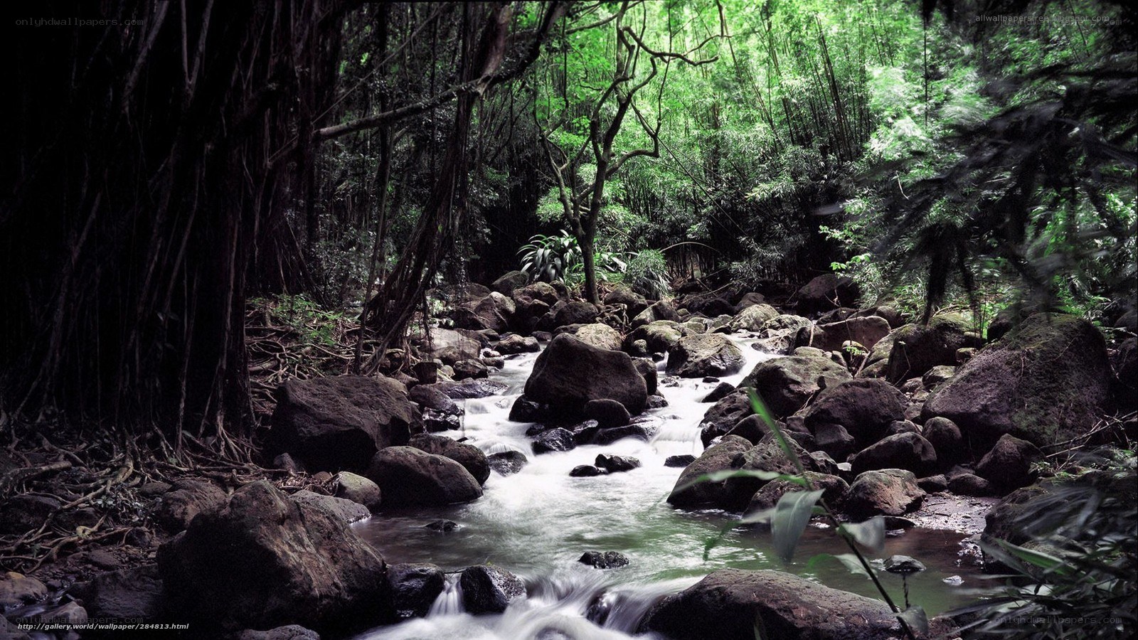 Stream in a lush forest