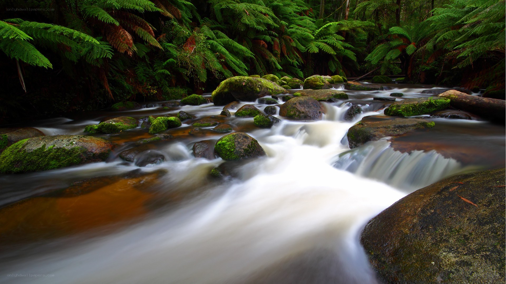 Stream in a lush forest