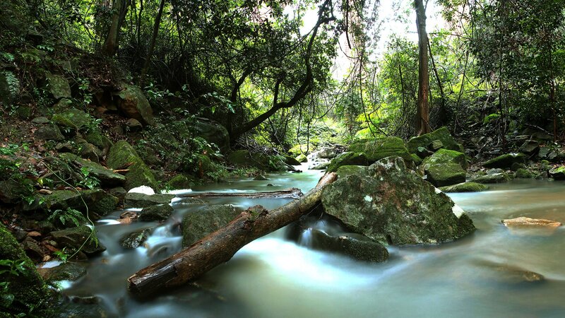 Stream in a lush forest