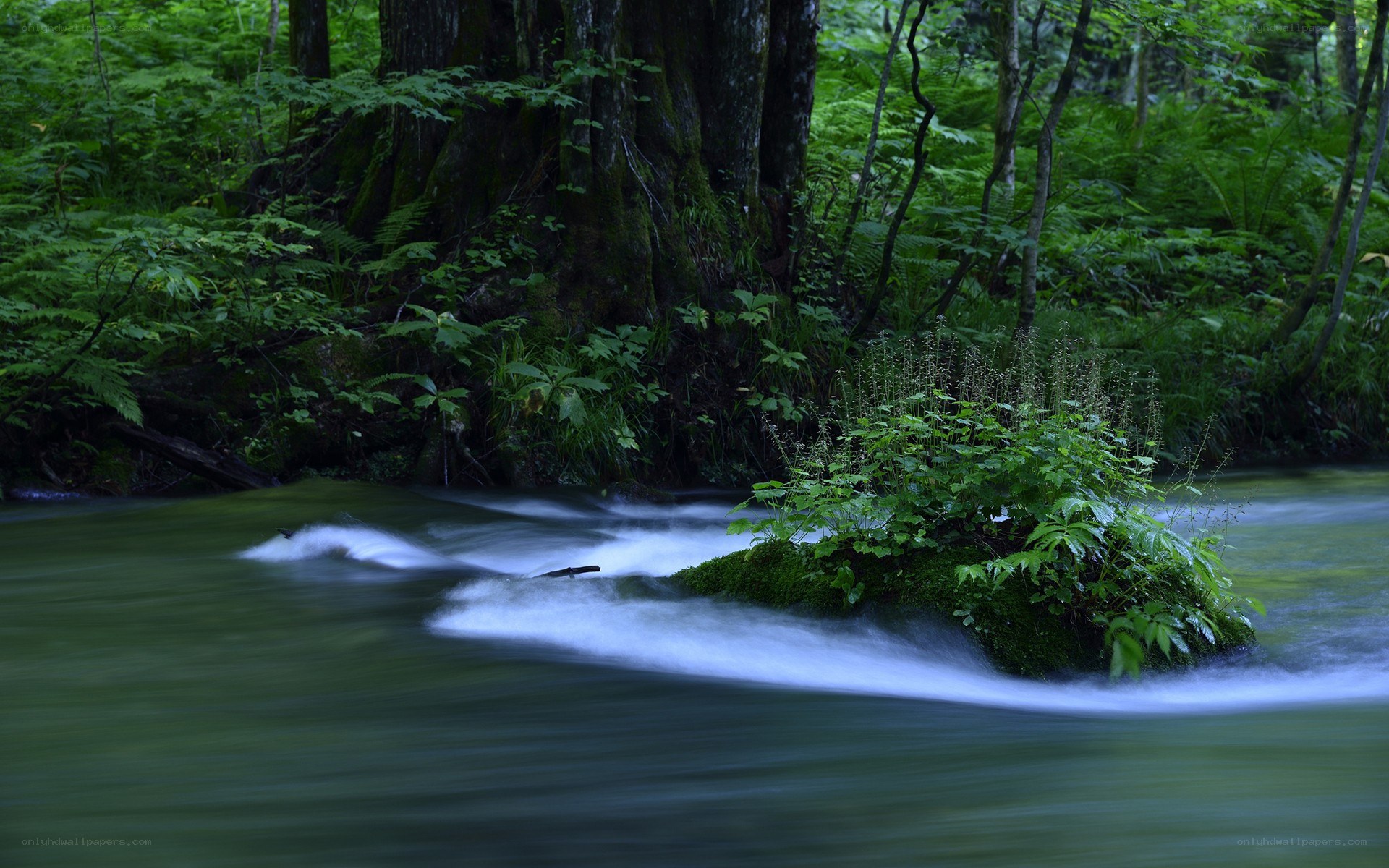 Stream in a lush forest