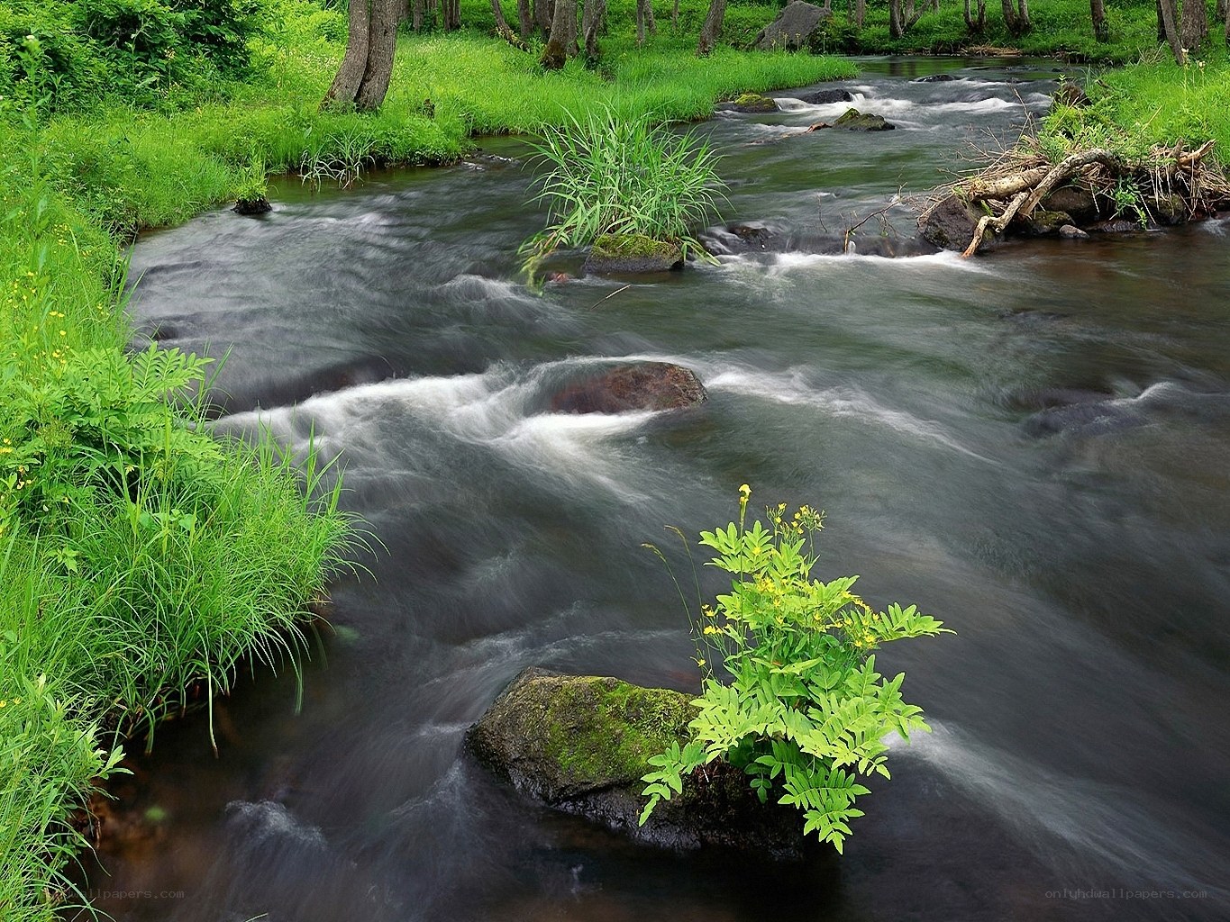 Stream in a lush forest