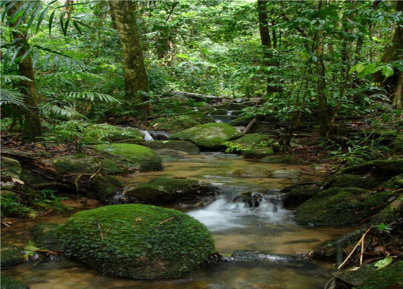 Stream in a lush forest