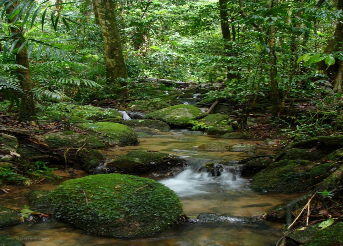 Stream in a lush forest