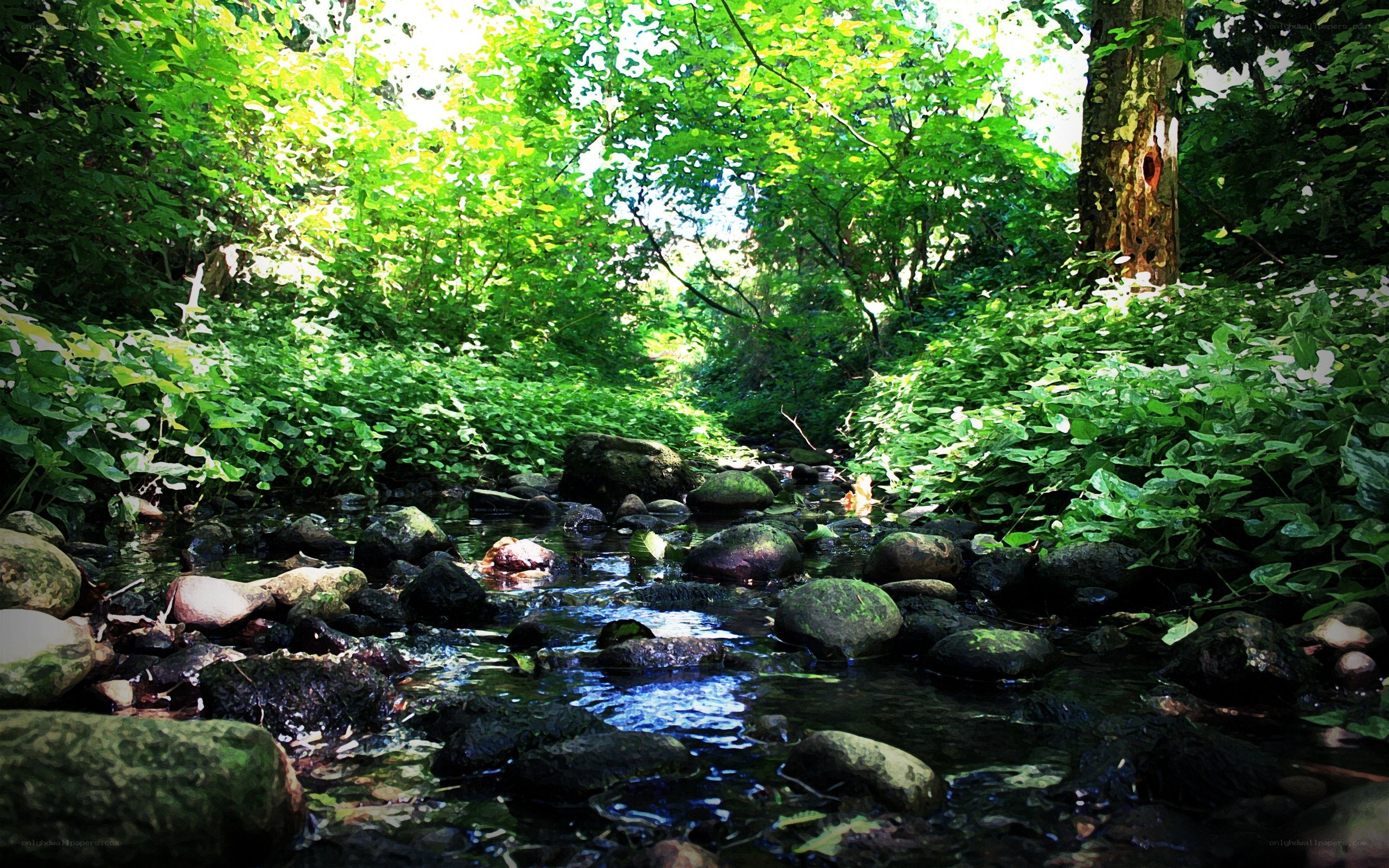 Stream in a lush forest