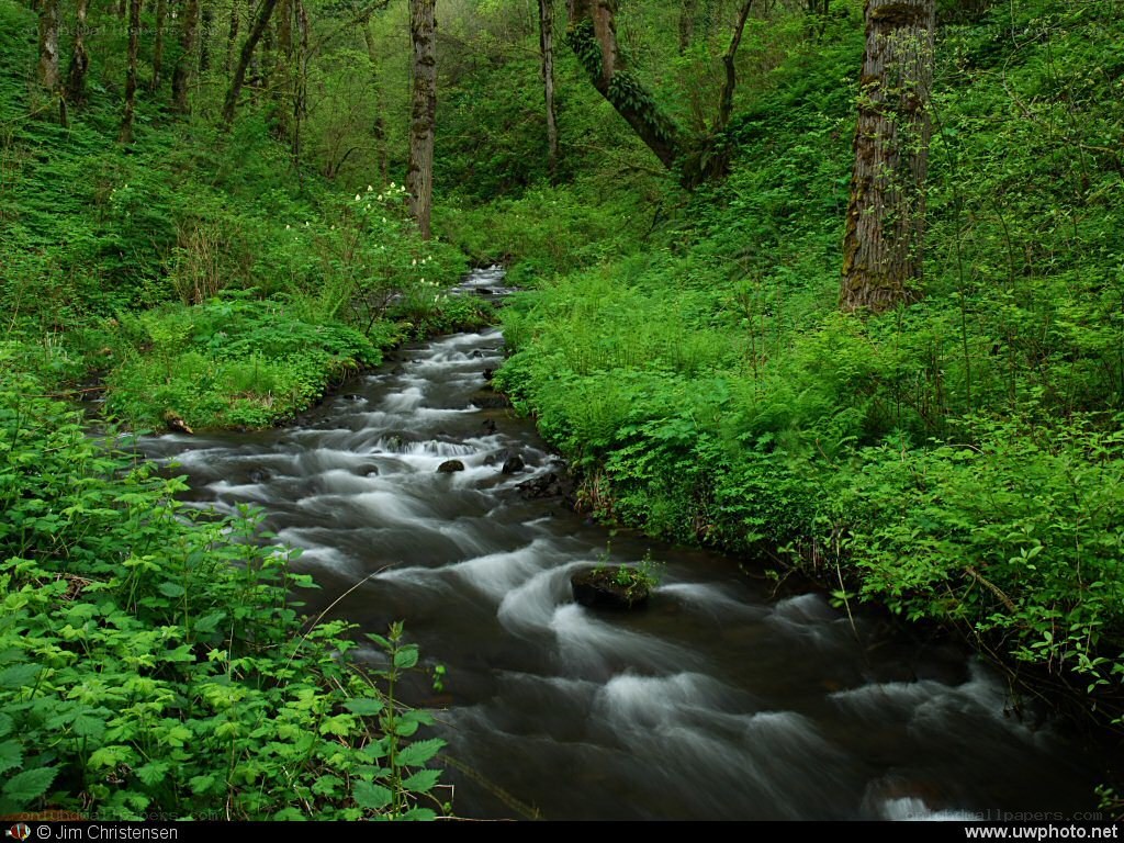 Stream in a lush forest