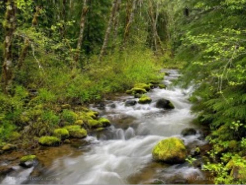 Stream in a lush forest