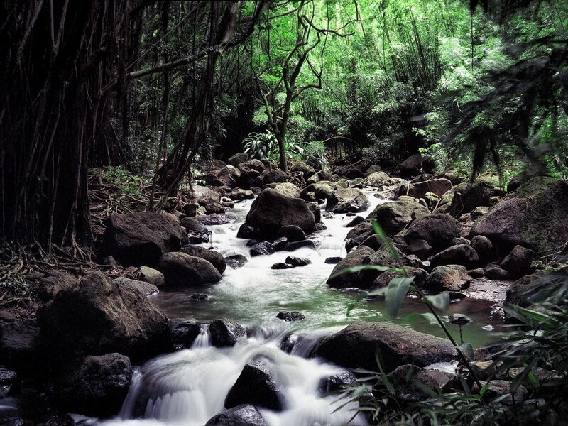 Stream in a lush forest