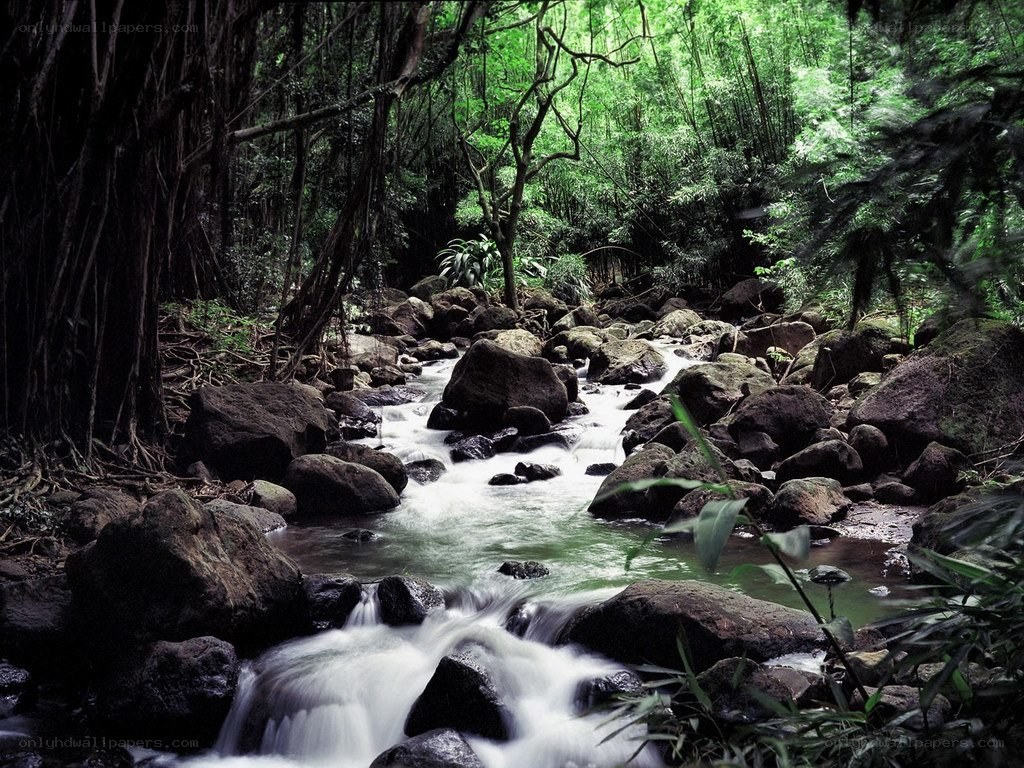 Stream in a lush forest