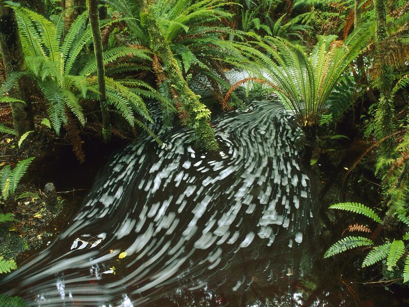 Stream in a lush forest