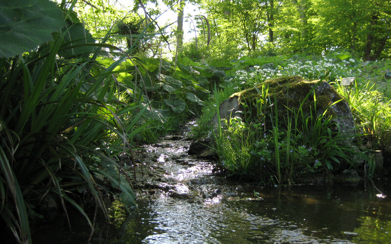 Stream in a lush forest