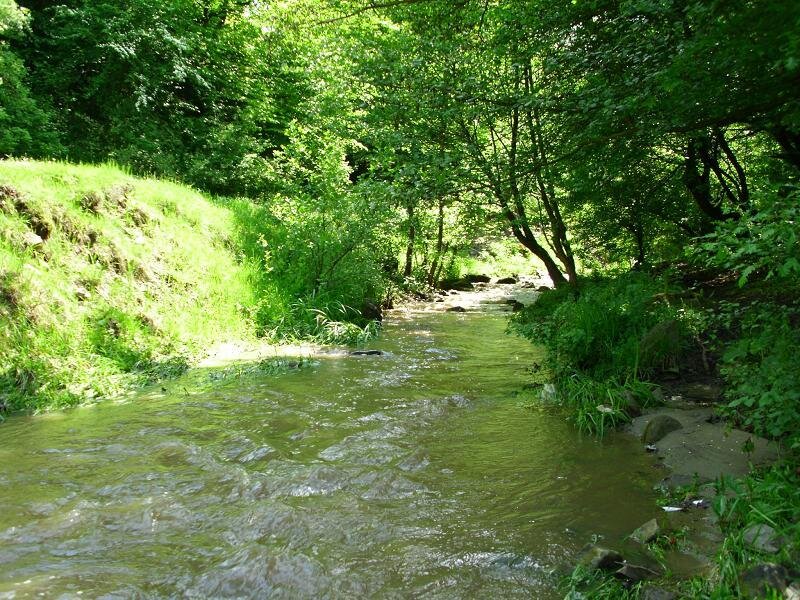 Stream in a lush forest