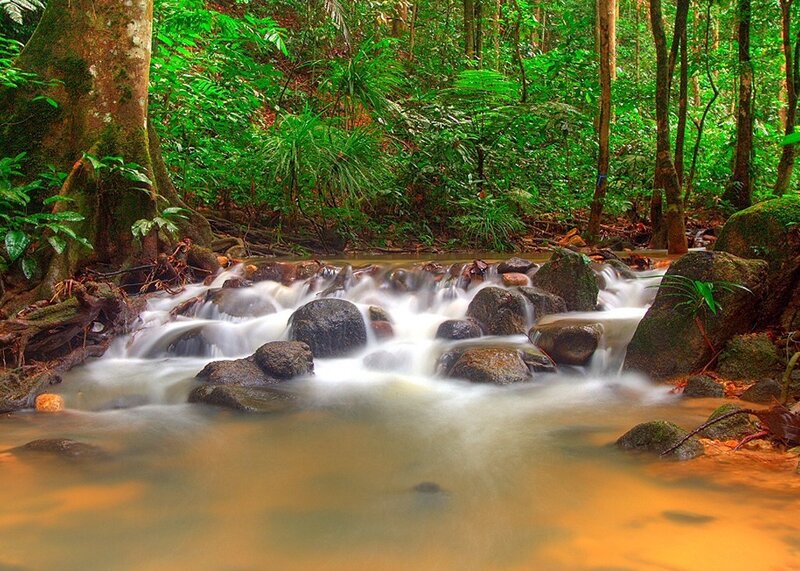 Stream in a lush forest
