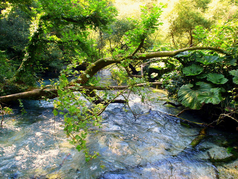 Stream in a lush forest