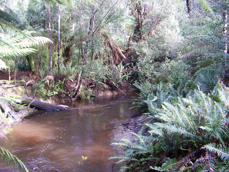 Stream in a lush forest
