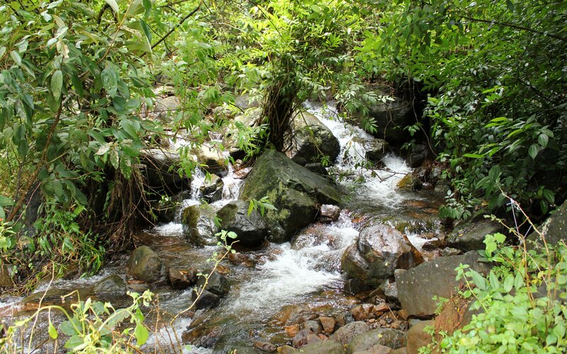 Stream in a lush forest