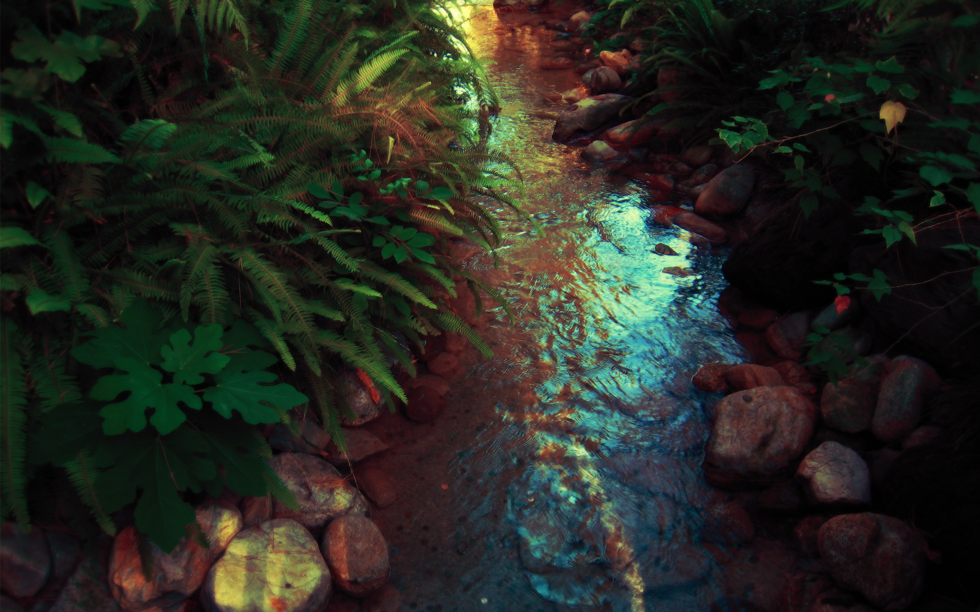 Stream in a lush forest