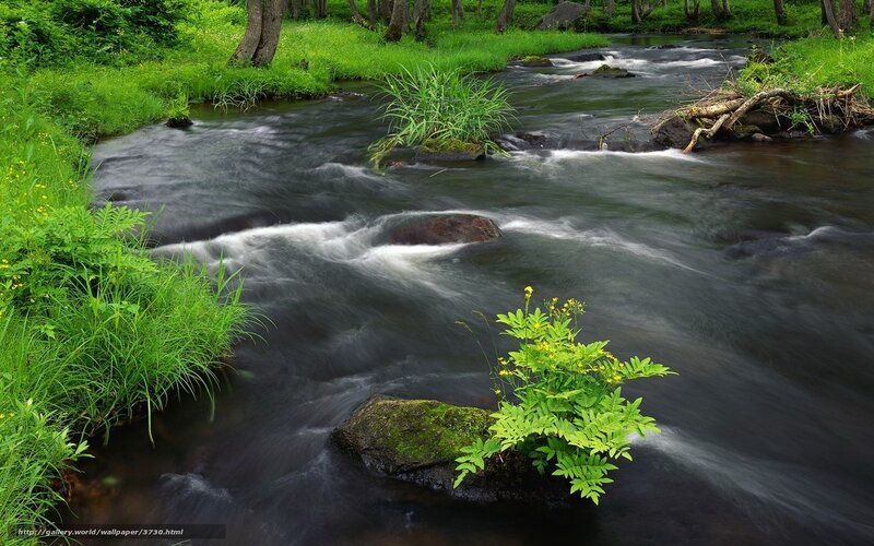 Stream in a lush forest