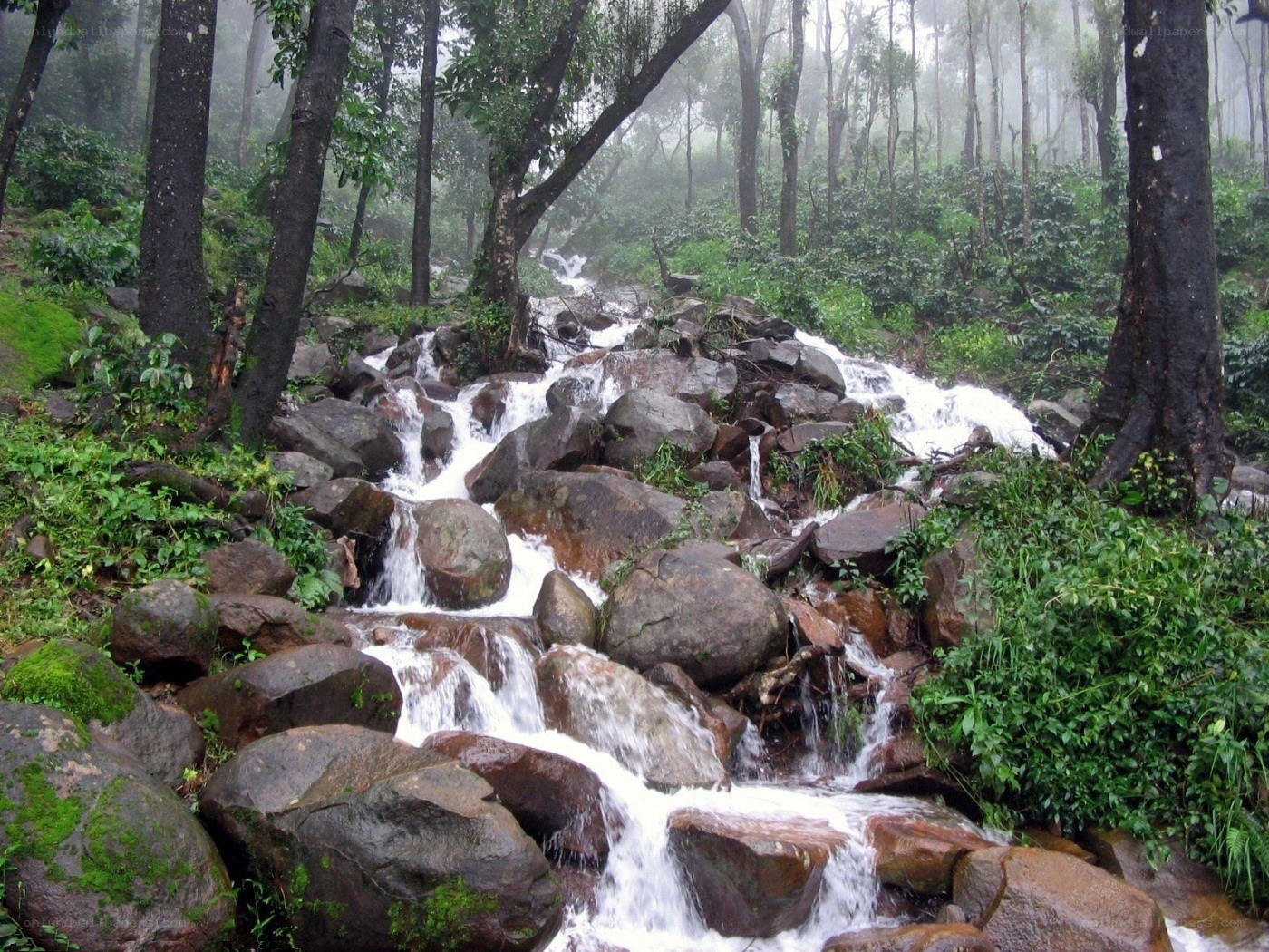 Stream in a misty forest