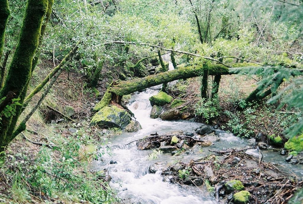 Stream in a mossy forest